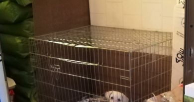 Napoli: cucciolo trovato in una busta di plastica